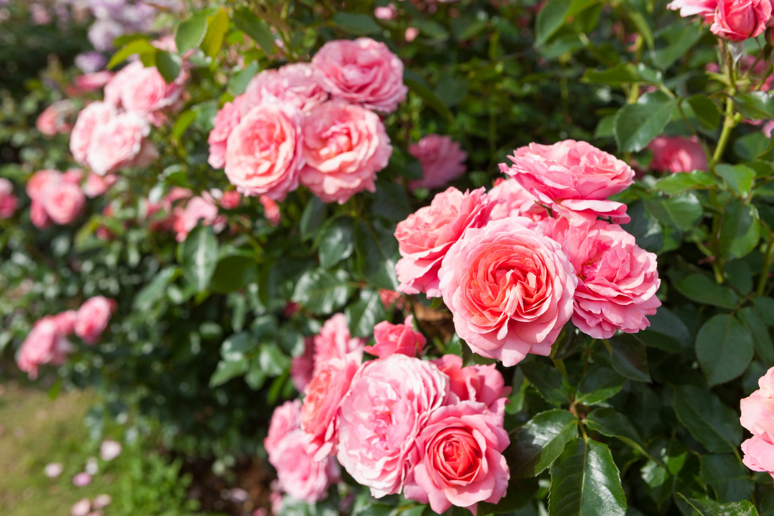 Do you drive your steam-roller straight through the rose bushes? Do you drive your steam-roller straight through the rose bushes?